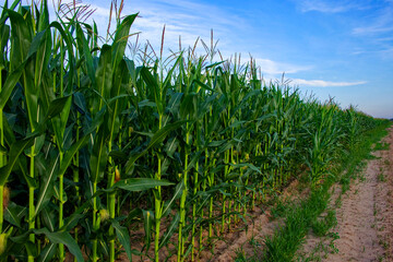 Cornfield landscape with a partly cloudy sky.