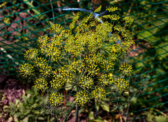 Yellow floral clusters at the tips of radiating green stems.