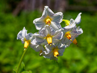 A cluster of delicate white flowers with prominent yellow stamens.