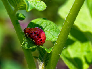 A spotted red larva is visible amidst lush, green, leafy vegetation.