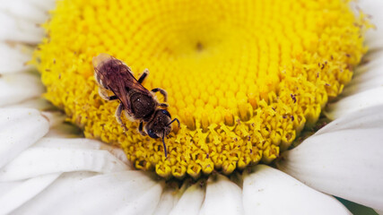 Pollination Process: Detailed image of a bee on a flower, capturing the essence of pollination.
