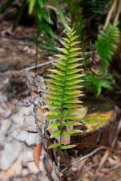 A beautiful green with yellow reddish tip leaves on a fern.