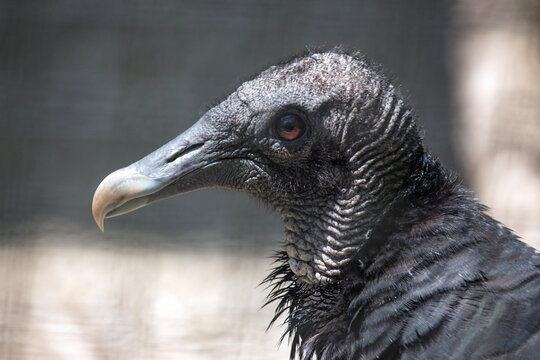 A close profile look at the head of a black vulture or Coragyps atratus.