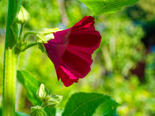 A red flower blooms, its petals displaying intricate textures; green buds and leaves surround it.
