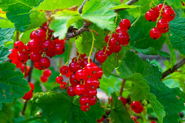 A cluster of ripe, red currants hanging from a branch, surrounded by green leaves.