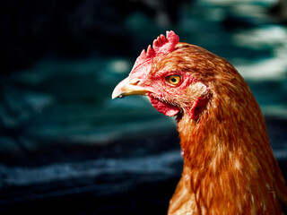 The image captures a chicken in detail, showcasing its textured feathers and comb against a soft-focus backdrop.