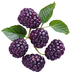 Artistic image of purple boysenberries with green leaves on a transparent background