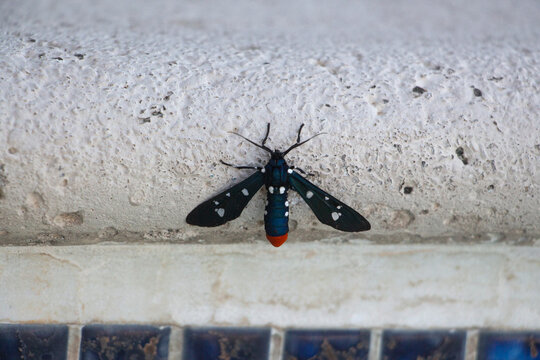 The dark metallic blue tail with white polka-dots of a polka-dot wasp moth, also known as oleander moth or  Syntomeida epilais, while resting on the side of a pool.