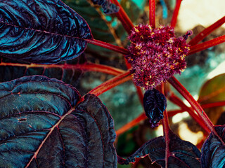 A captivating display of nature with an intricately textured red flower taking center stage among deep green foliage.