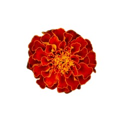 A vivid marigold flower with rich orange and red petals, centered against a white background, creating a lively mood.