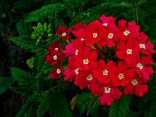 A bouquet of radiant red flowers featuring white star-shaped centers, set against a deep green background.