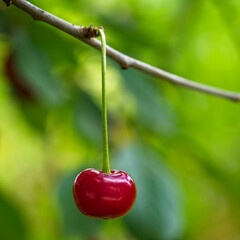 The image captures a lone cherry suspended from a branch, surrounded by diffused green leaves.