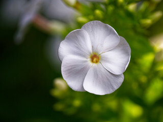 A white flower is the main focus of the image. The flower is surrounded by green leaves, which add a touch of color and contrast to the white flower. Single phlox flower, close-up. White flower.
