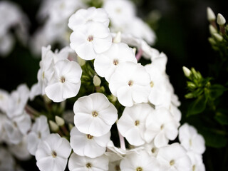 A cluster of pristine white flowers with delicate petals and prominent centers, surrounded by dark green foliage.
