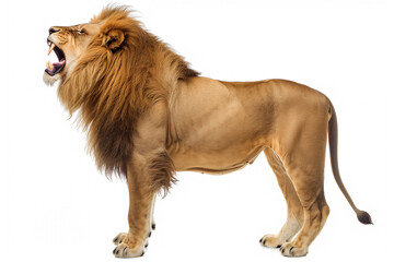 A full-length lion against a white background -Big adult lion with rich mane