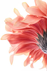 pink gerbera daisy - 772304589