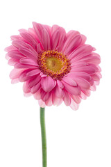 pink gerbera daisy - 772304738