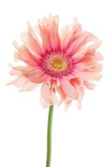 pink gerbera daisy - 772304761