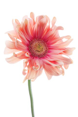 pink gerbera daisy - 772304923