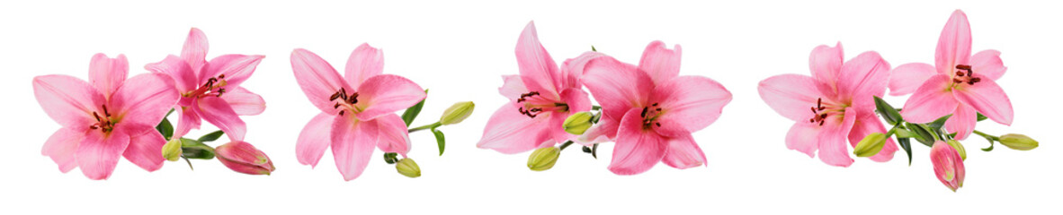 Fototapeta na wymiar Pink lily flowers cut-out