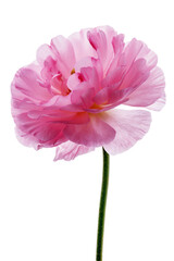 pink ranunculus. Buttercup flower petals close-up. - 772304968