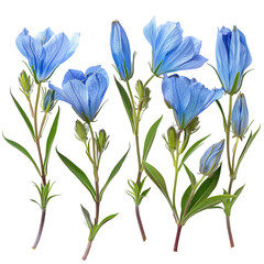 Exquisite Rind Gentian Flower Blooming on Transparent Background - Detailed Botanical Closeup for Nature Decor