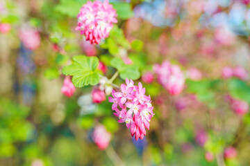 bush with clusters pink flowers, spring blooming garden