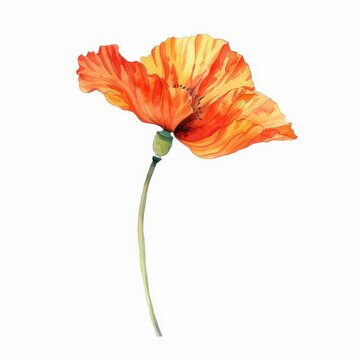 Watercolor clipart of a vibrant poppy a single stem with petals unfurling