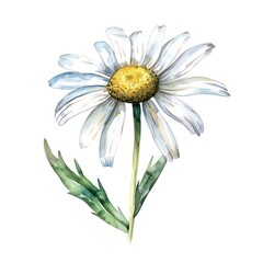 Serene watercolor clipart of a single chamomile a symbol of calm