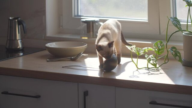 Living with pets concept. Cute siamese cat walk on the kitchen table at home.