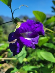 blue flower in the garden on morning