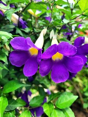 purple and yellow flowers in summer