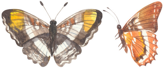 Smooth-banded Sister Butterfly. Watercolor hand drawing painted illustration. - obrazy, fototapety, plakaty
