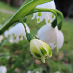 春にスノーフレークが白い花を咲かせています