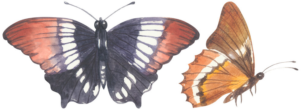 Rusty-tipped Page Butterfly. Watercolor hand drawing painted illustration.