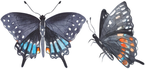 Spicebush Swallowtail Butterfly. Watercolor hand drawing painted illustration.
