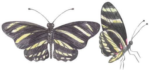 Zebra Longwing Butterfly. Watercolor hand drawing painted illustration.