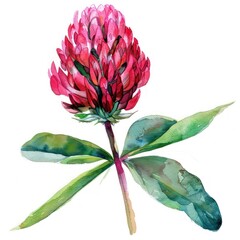 A single fiery red clover in watercolor clipart