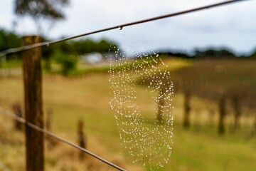 Close-up of a delicate spider web artfully spun in the middle of a wide-open country meadow