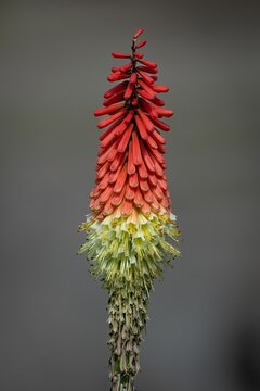 Close-up of a single Red hot poker in the garden with a blurred background