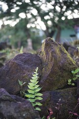 Vibrant green leaf growing in between two grey rocks in a serene forest setting