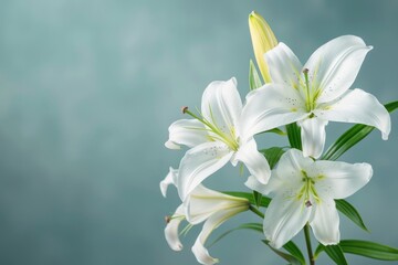 branch of white lilies flowers, mourning or funeral background
