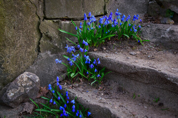Scilla siberica blooming on the steps of a ruined monastery - obrazy, fototapety, plakaty