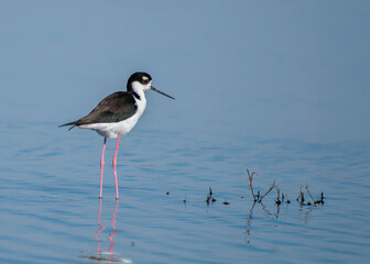 A long-legged Black-necked stilt, Himantopus mexicanus, wading in the water. The water is blue with a few blades of grass above the surface. Copy space. - obrazy, fototapety, plakaty