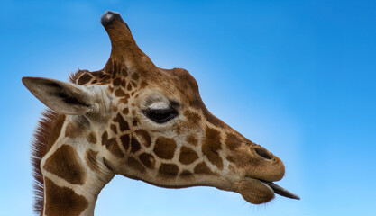 Portrait of the head of a Reticulated Giraffe with its tongue sticking out, isolated against a blue background. Copy space.