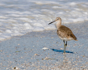 A willet, Tringa semipalmata, on the beach with the edge of the water in the background. The willet is a large shorebird in the sandpiper family. Room for type.