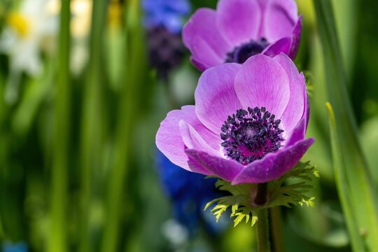 Purple anemone flower against a blurry backdrop of lush green foliage.