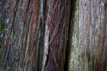 Old tree trunk texture background