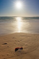 a starfish lays on the beach and rests near the water