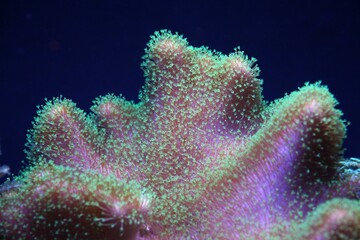 Stunning underwater scene of an array of vibrant pink sea Pocillopores
